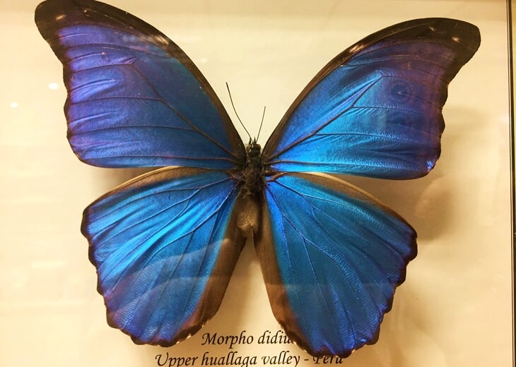 Morpho didius kelebeği, parlak mavi kanatlarıyla Konya Tropikal Kelebek Bahçesi Böcek Müzesi’nde sergi vitrininde görüntülendi.